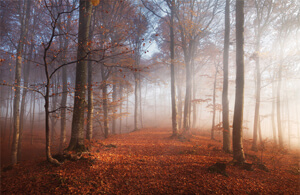 Der Naturfriedhof